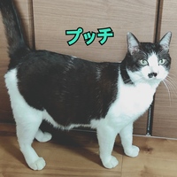 プッチ