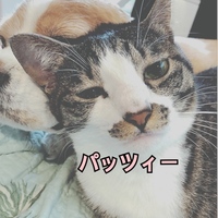 パッツィー