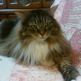 里親募集します