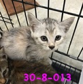 変わった毛色グレーキジちゃん 