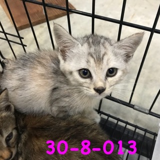 変わった毛色グレーキジちゃん 