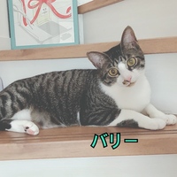 バリー