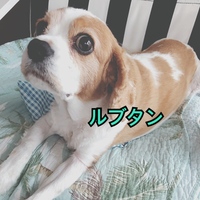 ルブタン