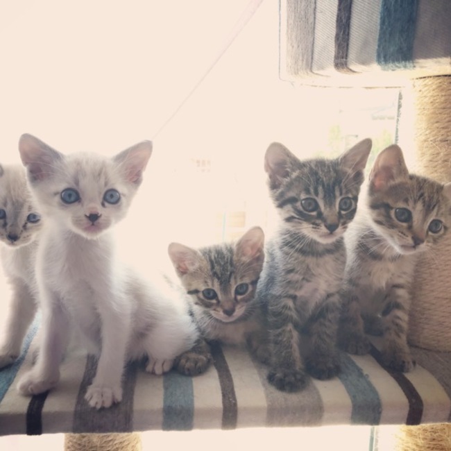 tmom.33のカバー写真