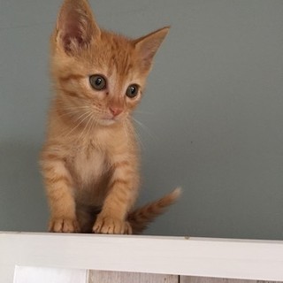 元気いっぱい！茶トラの男の子