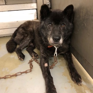 童顔なシニア、フィラリア治療中の優しいクロじぃ