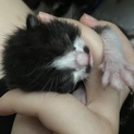 生まれたての子猫 保護しました