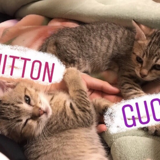 GUCCIとVUITTONのカバー写真