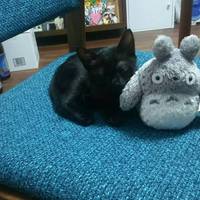 山本エマ