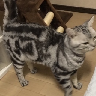 優しい方に巡り会えましたアメリカンショートヘア
