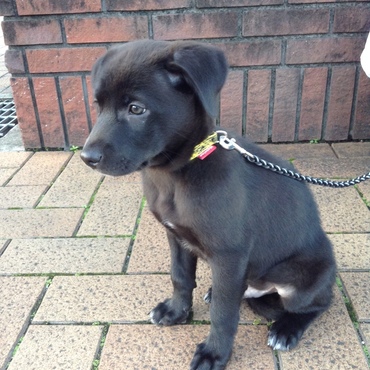 我が家へきて1か月