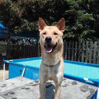 大きな甘えん坊「レン君」