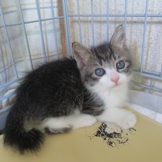 とっても美猫のマサルくん