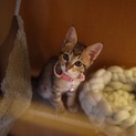 子猫のリス美