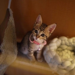 子猫のリス美