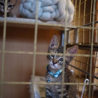 子猫のキジ夫
