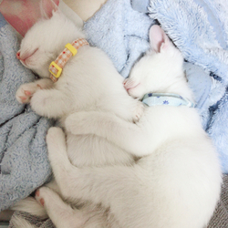 保護猫ちゃん