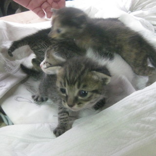 ♡２匹ずつ二人の優しい里親様に決定♡感謝=^・^=