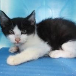 ６匹に続き２匹のハチワレ兄弟子猫収容！