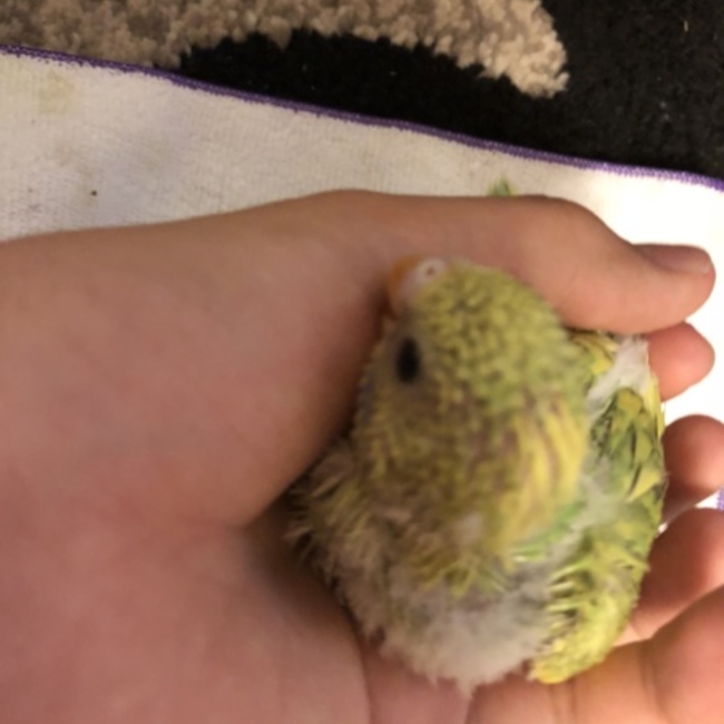 レモマロのカバー写真