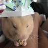 こどもの日