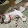 なんかいたずらした後の就寝