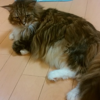 里親募集します。