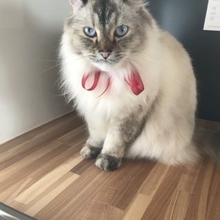 アメリカンカール 女の子 3歳