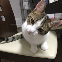 橋之助