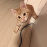 りんめる