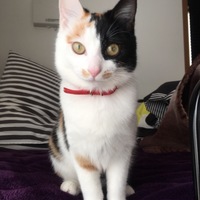 みかん