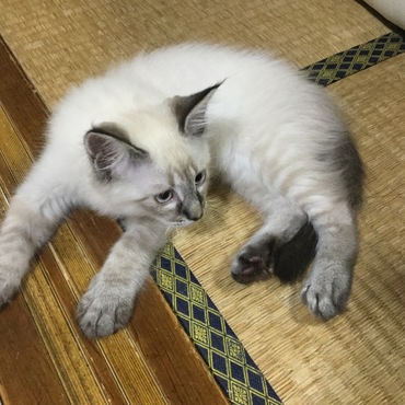 今日はお風呂はいりなsg