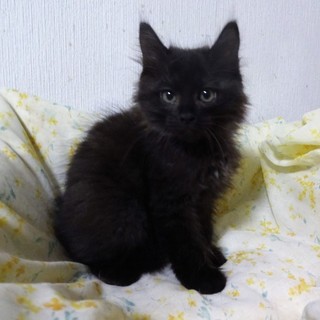 黒猫のわ〜る様 hinata on X: 