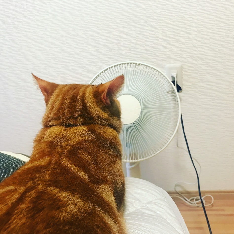 ゆきちのカバー写真