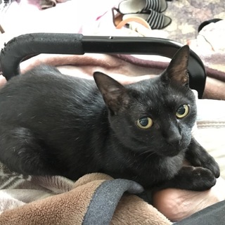 黒猫マーちゃん、落ち着いた大人猫