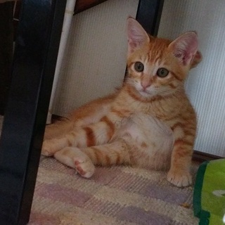 約3カ月元気いっぱいなきなこくん