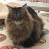 ジェラたん