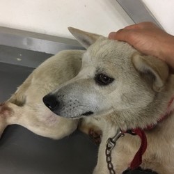 「倉敷の獅子罠トリオをヨロシク！→譲渡決定！」サムネイル1