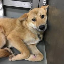 「倉敷の獅子罠トリオをヨロシク！→譲渡決定！」サムネイル2