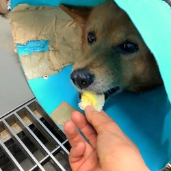 「倉敷の獅子罠トリオをヨロシク！→譲渡決定！」サムネイル3