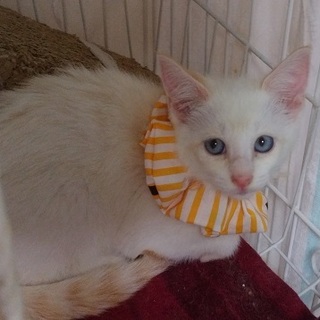 約3カ月シャムＭＩＸのおもちちゃん♀