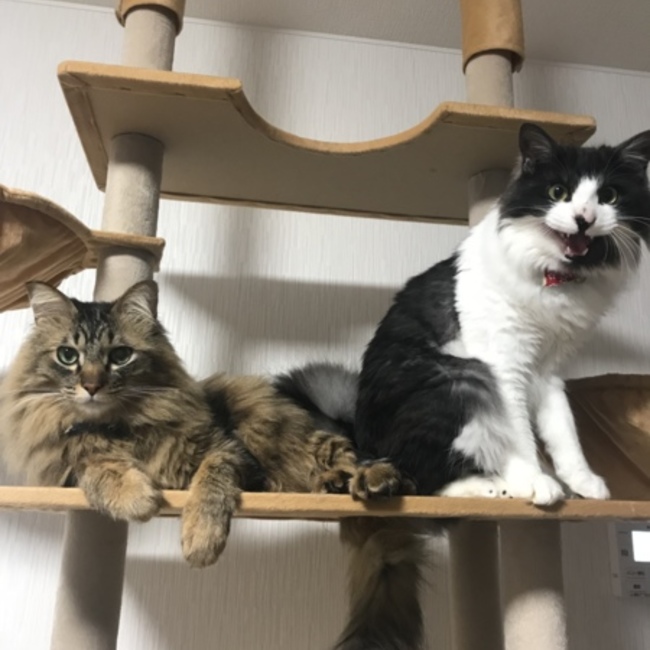 ジェラたんのカバー写真