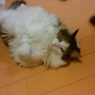 里親を募集します。