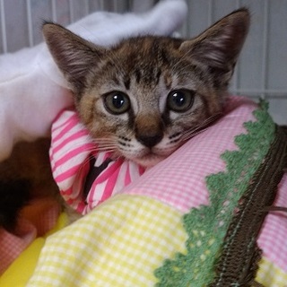 約３カ月元気でお転婆なよもぎちゃん♀