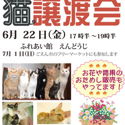 猫のごえんむすび　夜部