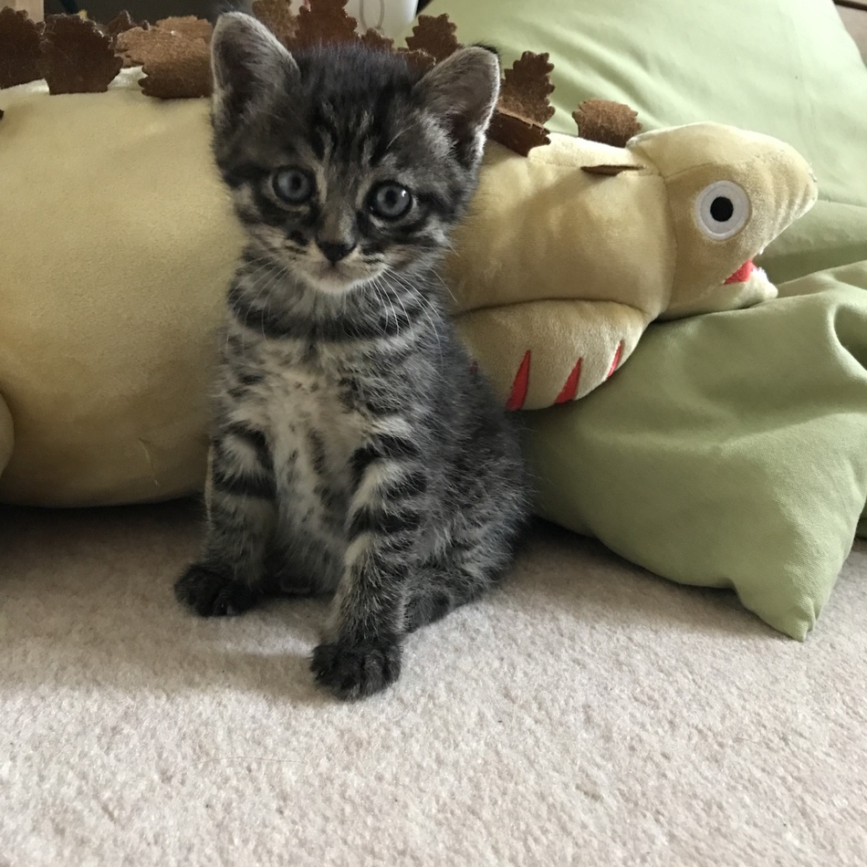 Martha(マルタ)のカバー写真
