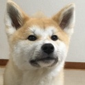 秋田犬7ヶ月里親さん募集
