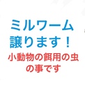 ミルワーム（ハムスター、鶏、爬虫類用）譲ります