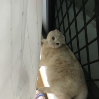まろん