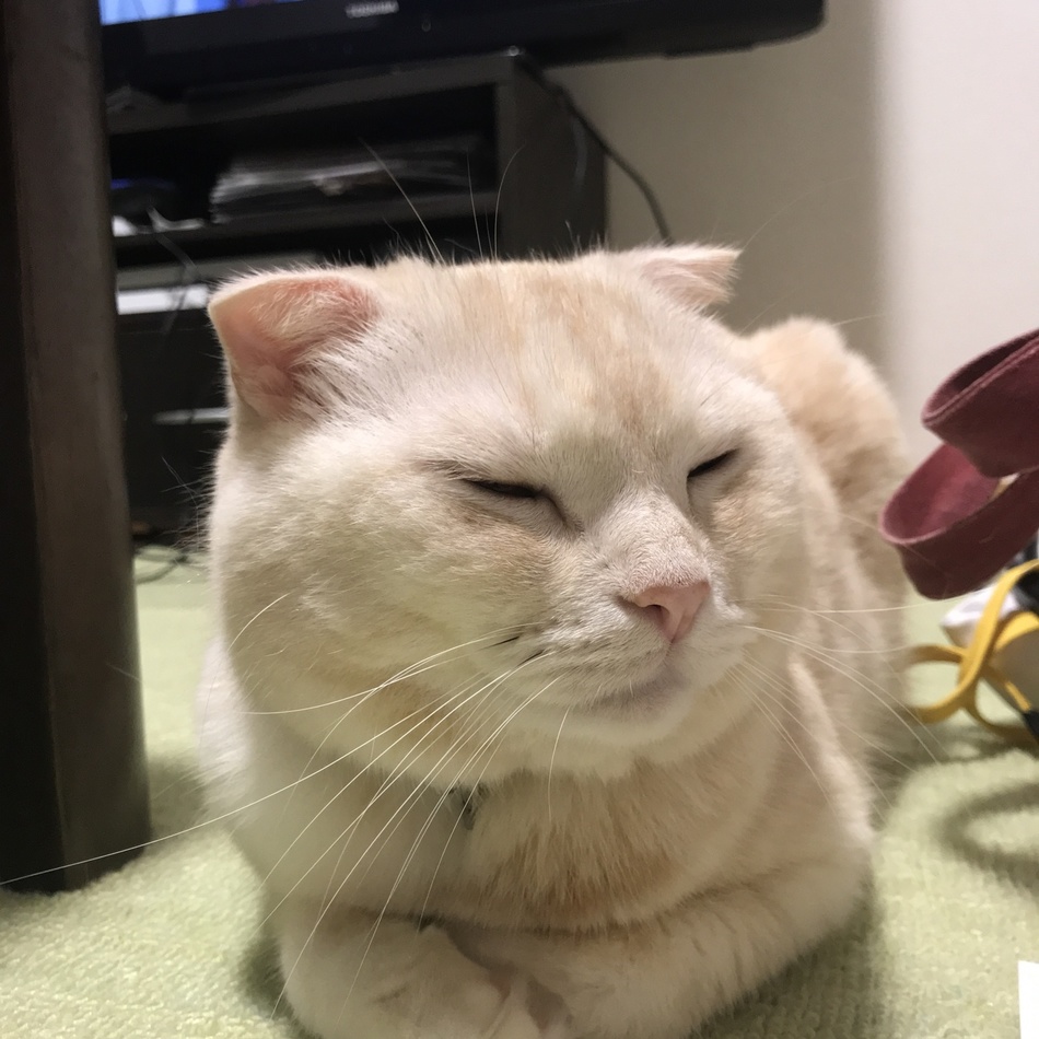 まろんのカバー写真